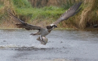 Audubon Osprey Cam